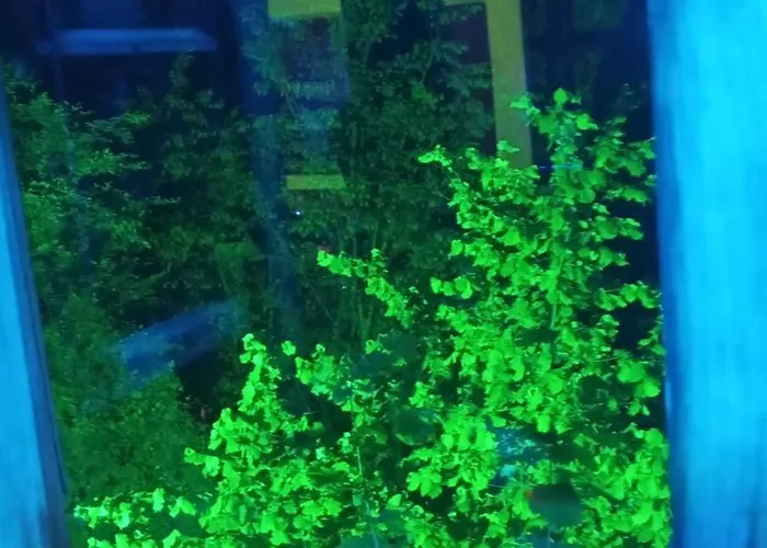 Kale-ibala Palam Cafe