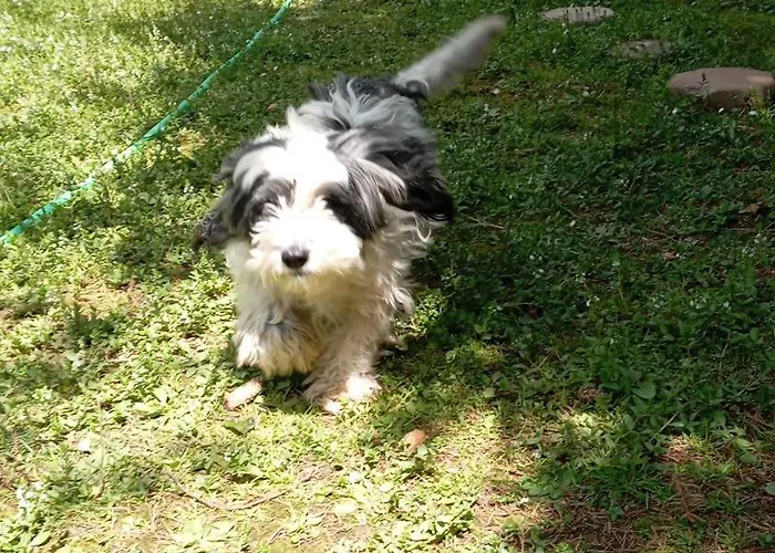 Kale-ibala Palam Cafe Eskiomerler